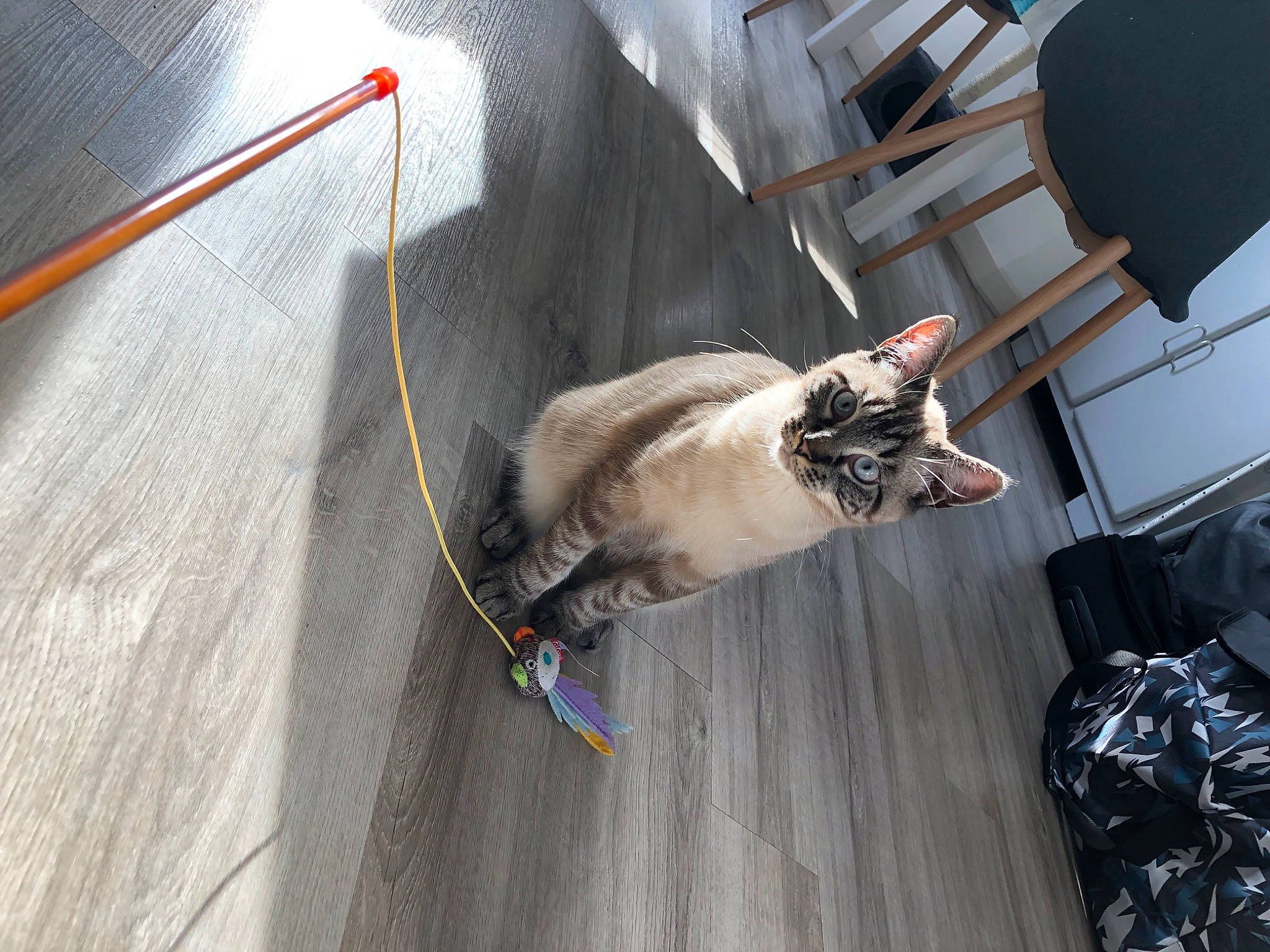 Kovu a rejoint le concours — aidez-le/la à gagner de superbes lots ! canidae, carnivore, collar, companion_dog, dog, dog_breed, eyewear, fawn, felidae, flooring, hardwood, leash, small_to_medium_sized_cats, snout, sporting_group, tail, vehicle, whiskers, wing, wood