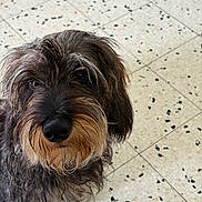 Achille a rejoint le concours — aidez-le/la à gagner de superbes lots ! dog, pet, canine, shaggy_fur, long_hair, brown_fur, black_nose, bearded_dog, close_up, portrait, indoors, tile_floor, speckled_tiles, looking_at_camera, floppy_ears, grooming, facial_hair, muzzle, animal, companion