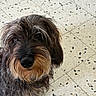 dog, pet, canine, shaggy_fur, long_hair, brown_fur, black_nose, bearded_dog, close_up, portrait, indoors, tile_floor, speckled_tiles, looking_at_camera, floppy_ears, grooming, facial_hair, muzzle, animal, companion