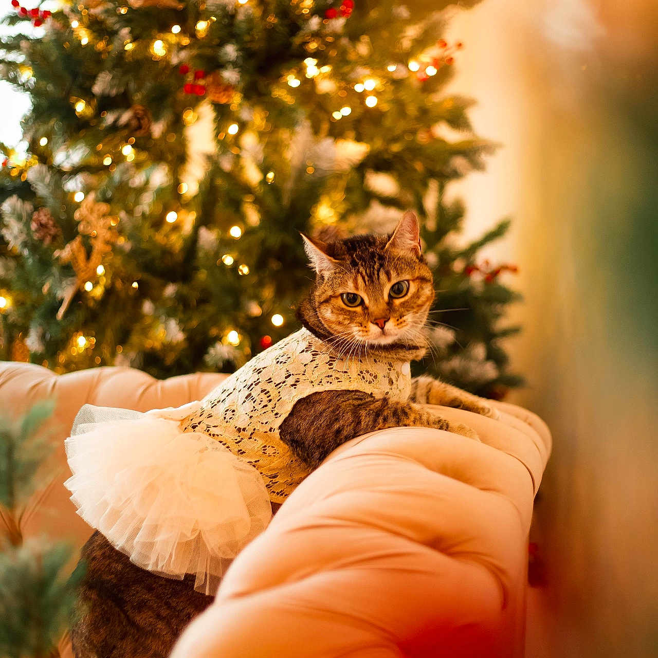 Lissi is registered to the contest to win money with this photo: adult, animal, architecture, bride, building, cat, christmas, couch, female, fir, furniture, indoors, livingroom, person, pet, plant, room, tree, wedding, woman