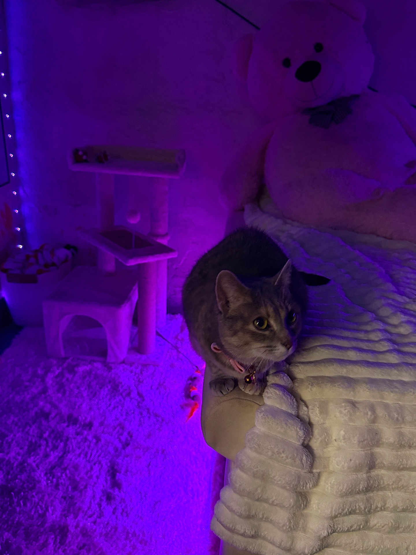 Willow is registered to the contest to win money with this photo: cat, gray_tabby, blanket, bed, teddy_bear, purple_light, cat_tree, carpet, plush_toy, collar, indoor, feline, soft_texture, curious, pet, furniture, night, relaxing, cozy, room