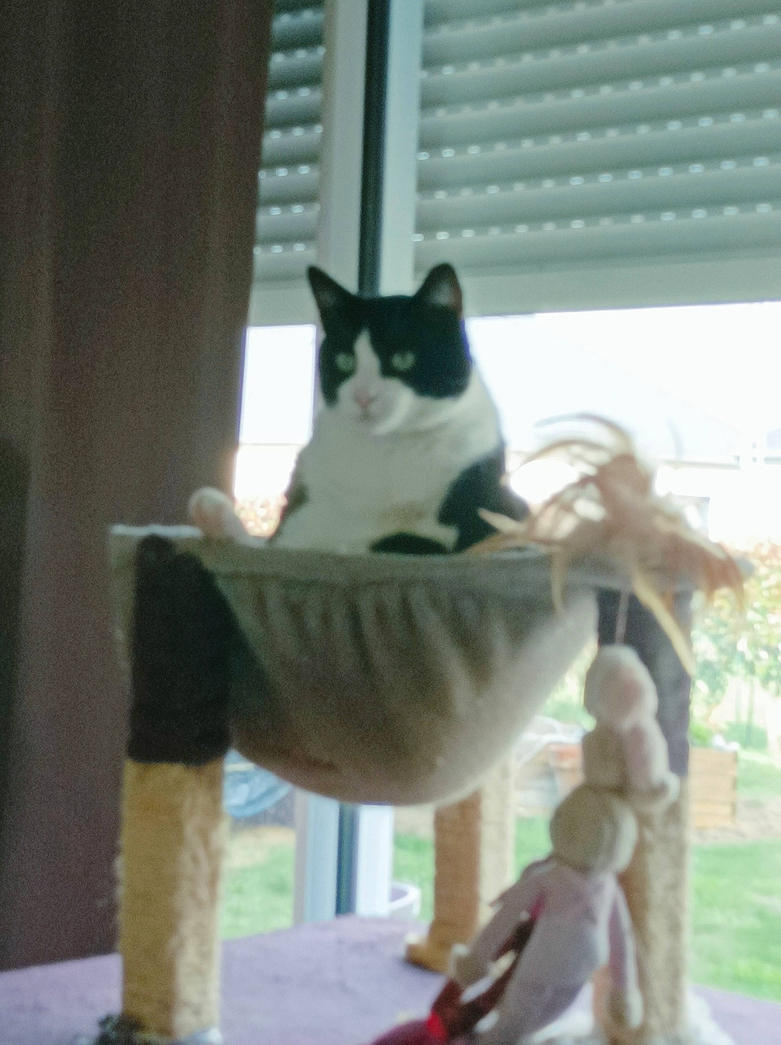 Lancelot participe au concours pour gagner de l'argent avec cette photo : carnivore, cat, cat_supply, chair, domestic_short_haired_cat, fawn, felidae, fur, pet_supply, plant, plate, serveware, sitting, small_to_medium_sized_cats, table, tableware, tail, whiskers, window, wood