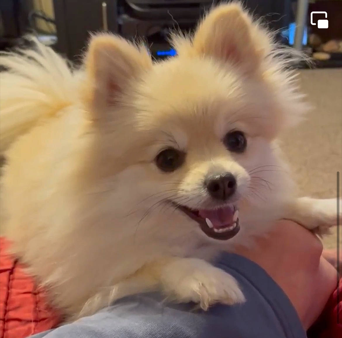 Bubble Guppy joined the competition — help win amazing prizes! canidae, carnivore, companion_dog, corgi_chihuahua, dog, dog_breed, dog_supply, ear, fawn, fur, german_spitz, german_spitz_klein, non_sporting_group, snout, spitz, sporting_group, toy_dog, volpino_italiano, whiskers, working_animal