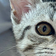 Athéna a rejoint le concours — aidez-le/la à gagner de superbes lots ! cat, close_up, eye, whiskers, fur, animal, pet, mammal, face, curious, domestic_cat, portrait, feline, macro, detail, soft, cute, indoor, gray, focus