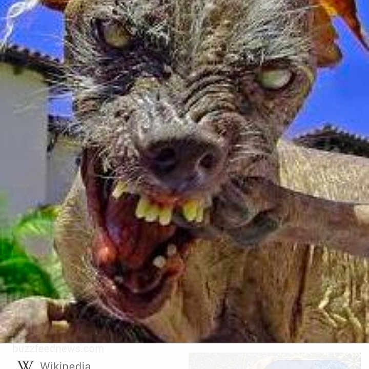 Bob The Cat