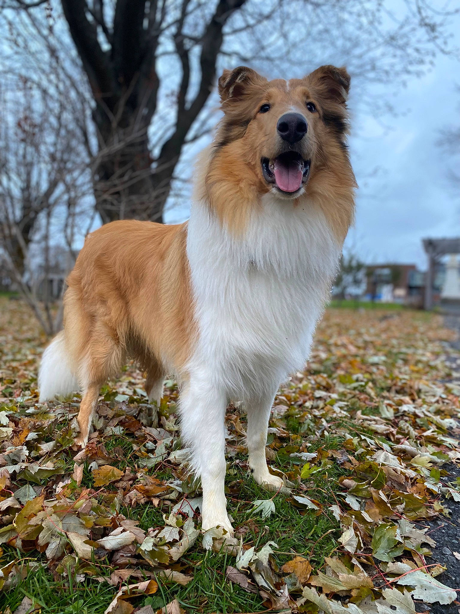 Wallen is registered to the contest to win money with this photo: canidae, carnivore, cloud, collie, companion_dog, dog, dog_breed, fang, fawn, fur, grass, plant, rough_collie, scotch_collie, sky, snout, tail, terrestrial_animal, tree, whiskers