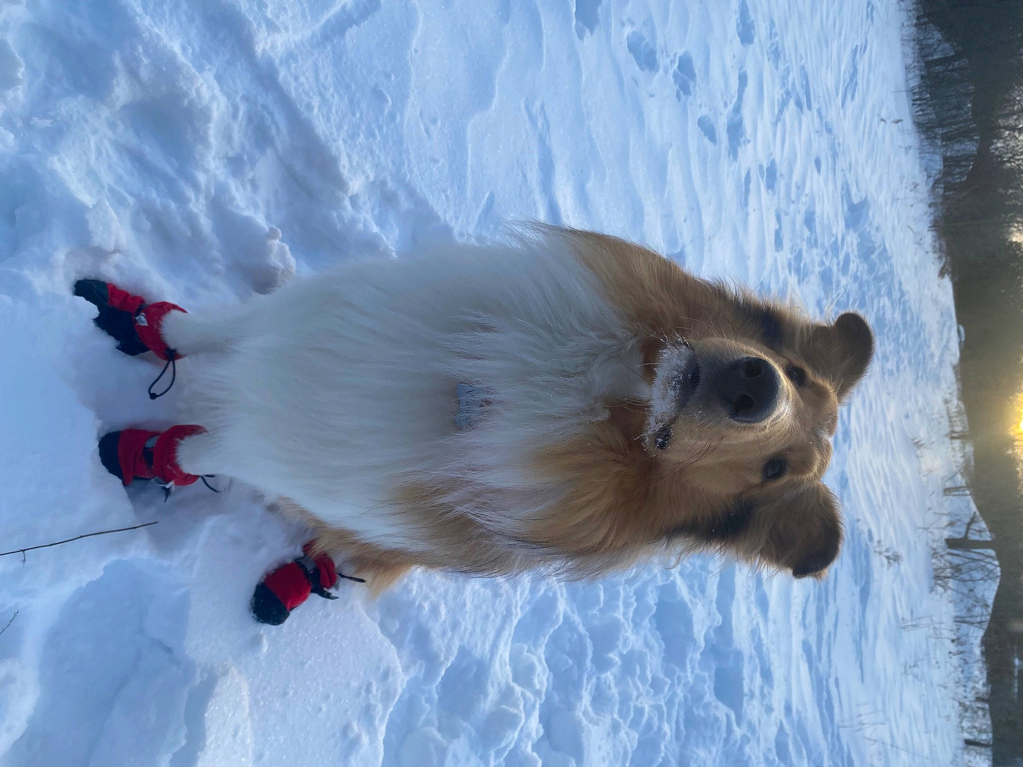 Wallen joined the competition — help win amazing prizes! arctic, canidae, carnivore, dog, dog_breed, fawn, freezing, fur, glacial_landform, ice_cap, polar_ice_cap, slope, snout, snow, sporting_group, volpino_italiano, whiskers, wildlife, winter, working_animal