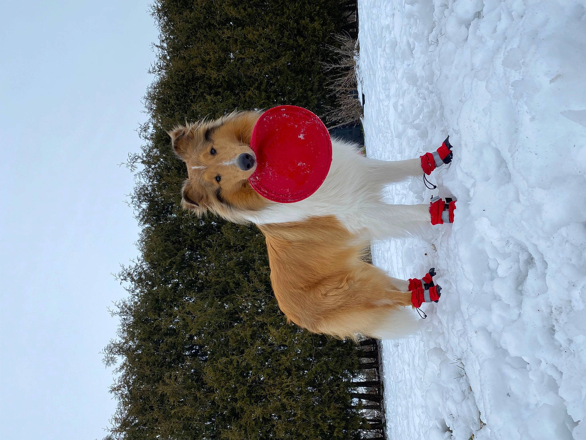 Wallen is registered to the contest to win money with this photo: carmine, christmas, event, freezing, frost, fun, fur, happy, headgear, people_in_nature, plant, playing_in_the_snow, sky, slope, snow, snowman, toy, tree, twig, winter