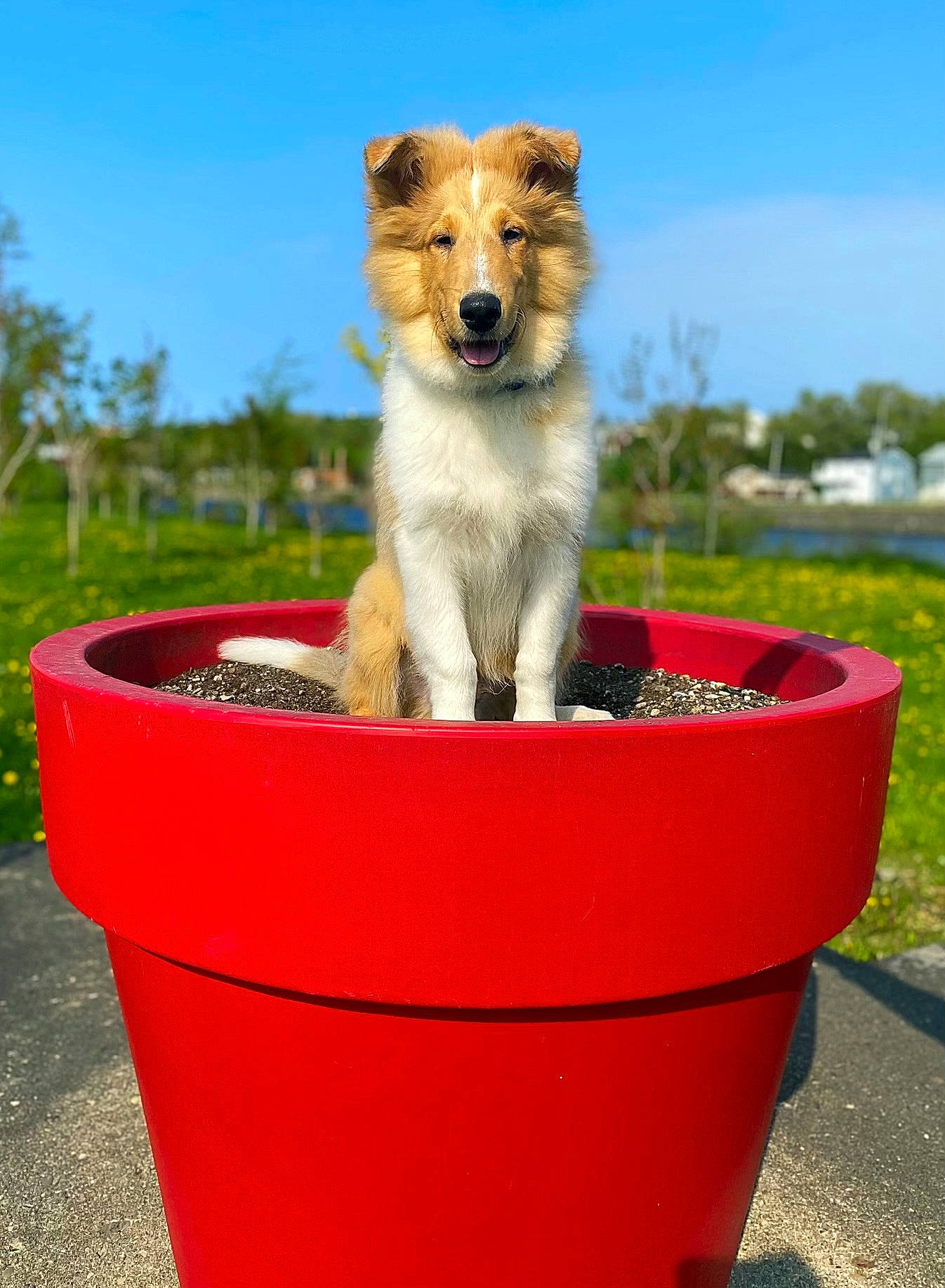 Wallen is registered to the contest to win money with this photo: bucket, canidae, carnivore, collar, companion_dog, dog, dog_breed, dog_supply, fawn, flowerpot, grass, houseplant, pet_supply, plant, sky, sporting_group, tail, tree, water, working_dog