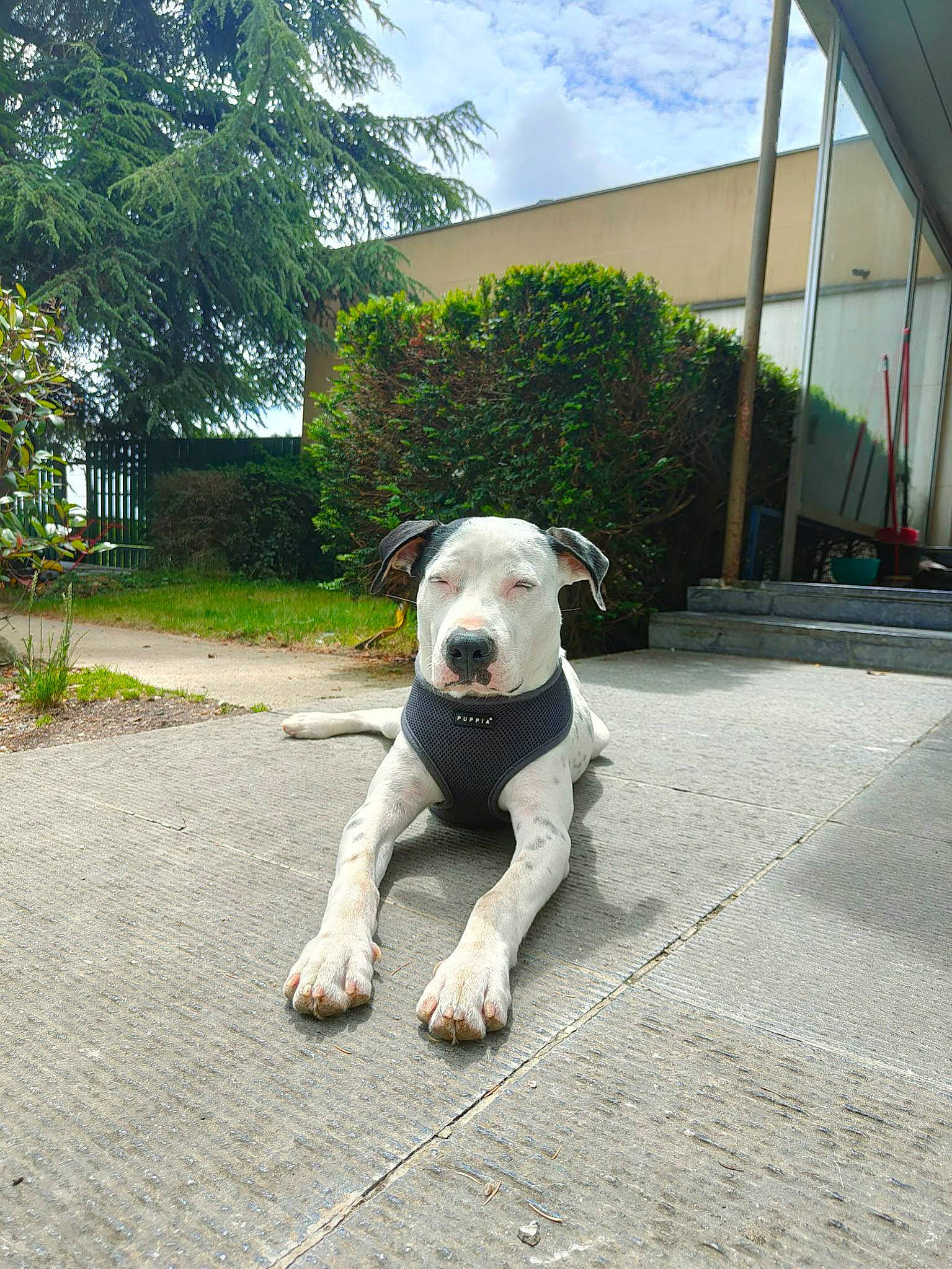 Dakota participe au concours pour gagner de l'argent avec cette photo : asphalt, carnivore, collar, companion_dog, dog, dog_breed, dog_collar, fawn, flooring, grass, leash, plant, road_surface, sidewalk, sky, snout, sporting_group, tail, tree, working_animal