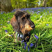 Arthur participe au concours pour gagner de l'argent avec cette photo : animal, canine, close_up, collar, daylight, dog, field, flora, forest, grass, greenery, leaves, nature, outdoor, pet, purple_flowers, spring, sunlight, tree_trunk, wire_haired_dachshund