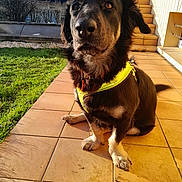 Stitch a rejoint le concours — aidez-le/la à gagner de superbes lots ! dog, pet, yellow_harness, terracotta_tiles, stairs, grass, outdoor, sunlight, house, canine, animal, sitting, portrait, daylight, garden, fur, ears, paw, calm, curious