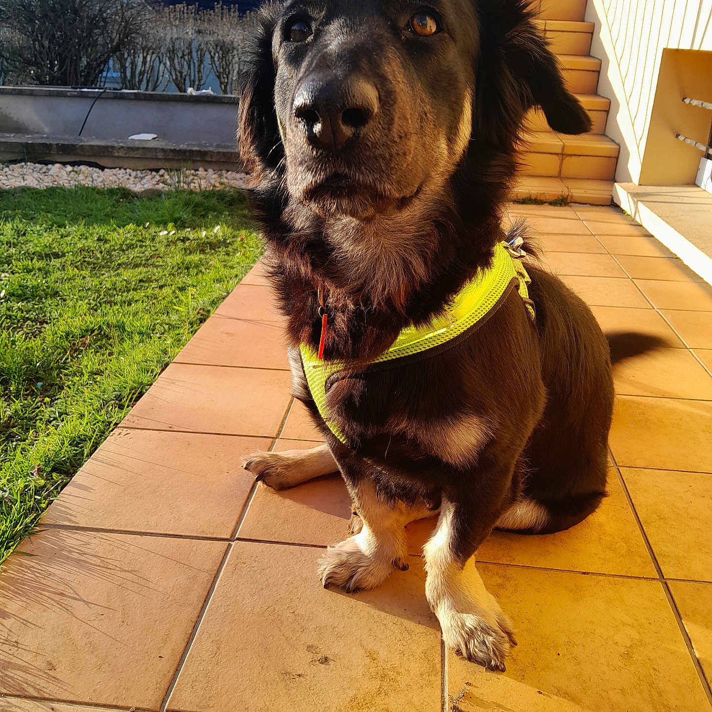 Stitch a rejoint le concours — aidez-le/la à gagner de superbes lots ! dog, pet, yellow_harness, terracotta_tiles, stairs, grass, outdoor, sunlight, house, canine, animal, sitting, portrait, daylight, garden, fur, ears, paw, calm, curious