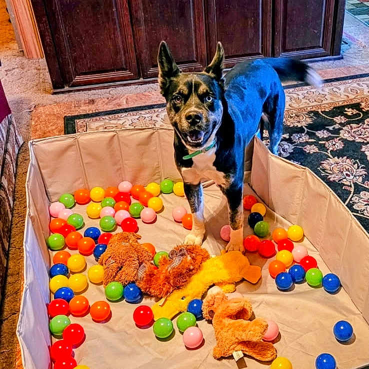 Holly Stewart joined the competition — help win amazing prizes! animal, ball, canine, dog, dogbed, hardwood, hound, indoors, interiordesign, outdoors, pet, playarea, puppy, sealife, sport, stainedwood, tennis, tennisball, water, wood