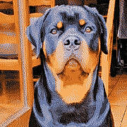 Vaya participe au concours pour gagner de l'argent avec cette photo : dog, rottweiler, indoor, tile_floor, wooden_chair, glass_door, pet, animal, portrait, furniture, brown, black, canine, looking_at_camera, sitting, companion, domestic_animal, house, floor, calm
