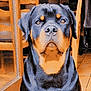 animal, black, brown, calm, canine, companion, dog, domestic_animal, floor, furniture, glass_door, house, indoor, looking_at_camera, pet, portrait, rottweiler, sitting, tile_floor, wooden_chair