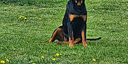 Vaya a rejoint le concours — aidez-le/la à gagner de superbes lots ! animal, canine, dandelion, dog, fence, garden, grass, greenery, mammal, nature, outdoor, park, pet, plant, rottweiler, sitting, summer, sunlight, tree, yard