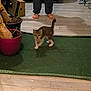 abyssinian, animal, box, boy, cat, child, clothing, cookware, footwear, hardwood, kitten, male, manx, person, pet, plant, plywood, pot, pottedplant, wood