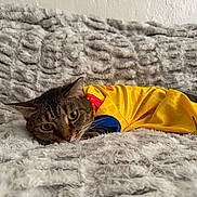 Ellie Ruiz joined the competition — help win amazing prizes! cat, tabby, pet, animal, feline, yellow_jersey, blue_detail, blanket, fluffy, soft_texture, indoor, resting, cute, fur, whiskers, ears, eyes, cozy, relaxed, portrait