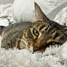Ellie Ruiz joined the competition — help win amazing prizes! cat, tabby_cat, close_up, fluffy_blanket, indoor, resting, relaxed, feline, whiskers, green_eyes, soft_texture, cozy, pet, animal, sleepy, cute, domestic_cat, fur, comfort, warm