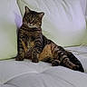 Ellie Ruiz joined the competition — help win amazing prizes! cat, tabby, pet, animal, feline, indoor, couch, white_couch, relaxed, sitting, fur, whiskers, ears, paws, looking, domestic_cat, house, cute, mammal, resting