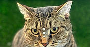 Ellie Ruiz is registered to the contest to win money with this photo: cat, tabby, animal, pet, feline, whiskers, ears, face, eyes, paws, fur, closeup, portrait, outdoor, nature, green_background, resting, focused, cute, domestic_cat