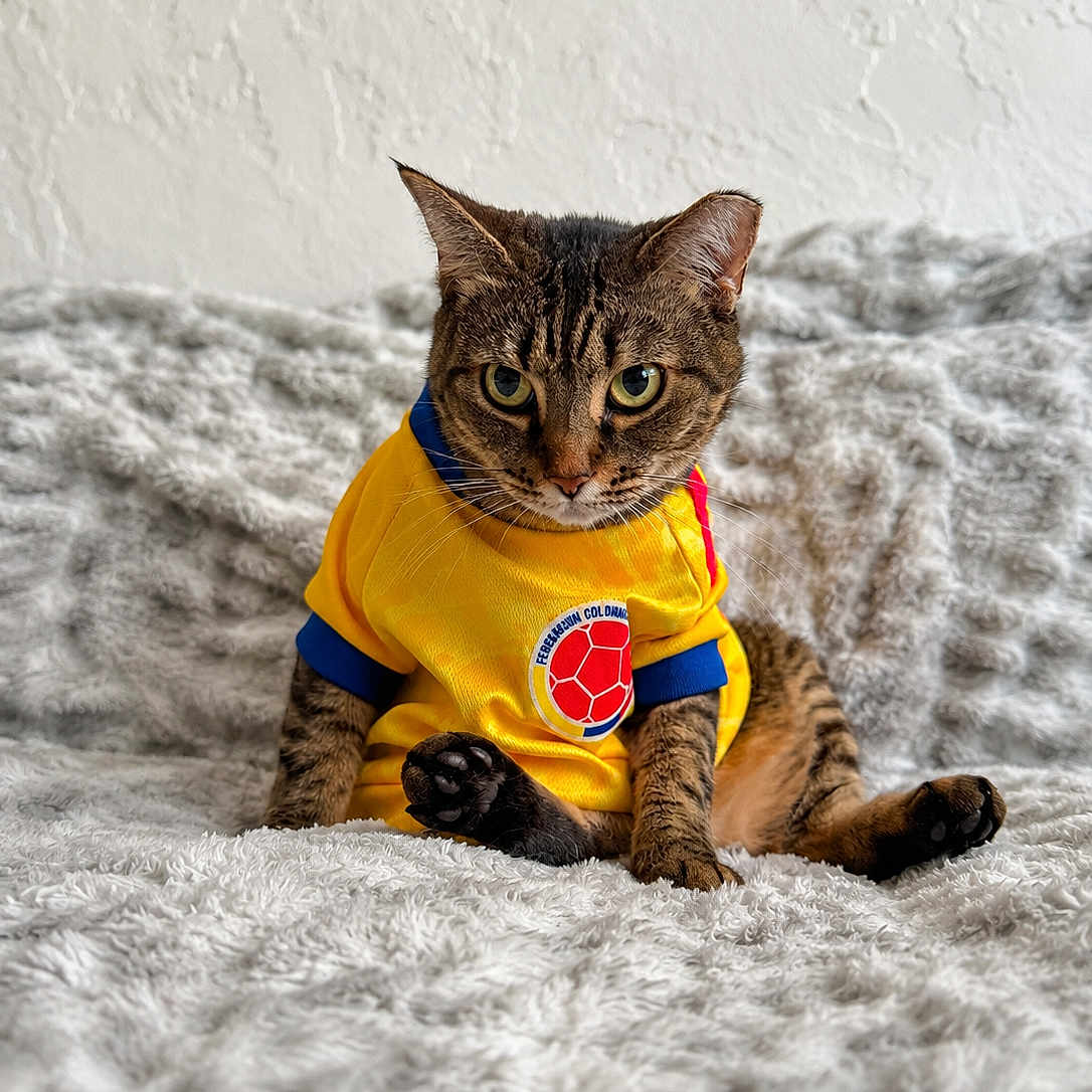Ellie Ruiz joined the competition — help win amazing prizes! cat, tabby, yellow_shirt, sports_jersey, sitting, fluffy_blanket, indoor, pet, animal, cute, fur, whiskers, ears, eyes, paws, cozy, texture, portrait, looking, resting