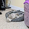 Smokey is registered to the contest to win money with this photo: animal, carpet, cat, couch, cozy, cute, domestic, fur, furniture, gray, household, indoor, lazy, mammal, pet_bed, purple, relaxed, resting, upside_down, whiskers