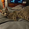 Smokey joined the competition — help win amazing prizes! animal, bed, blanket, cat, cozy, curious, domestic, dresser, fur, furniture, gray_cat, home, indoor, looking, pet, relaxed, resting, sleeping_area, warm_lighting, wooden_bedpost