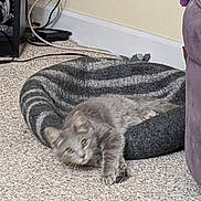 Smokey joined the competition — help win amazing prizes! animal, blurred, cables, carpet, casual, cat, comfort, cozy, feline, floor, furniture, gray_cat, home, indoor, lying_down, pet, pet_bed, relaxed, resting, striped_bed