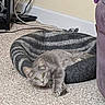 animal, blurred, cables, carpet, casual, cat, comfort, cozy, feline, floor, furniture, gray_cat, home, indoor, lying_down, pet, pet_bed, relaxed, resting, striped_bed