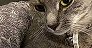 Smokey joined the competition — help win amazing prizes! animal, bell, cat, close_up, collar, cute, domestic_cat, feline, fur, gray_tabby, indoor, patterned_fabric, pet, portrait, relaxed, resting, tag, texture, whiskers, yellow_eyes