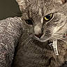 animal, bell, cat, close_up, collar, cute, domestic_cat, feline, fur, gray_tabby, indoor, patterned_fabric, pet, portrait, relaxed, resting, tag, texture, whiskers, yellow_eyes