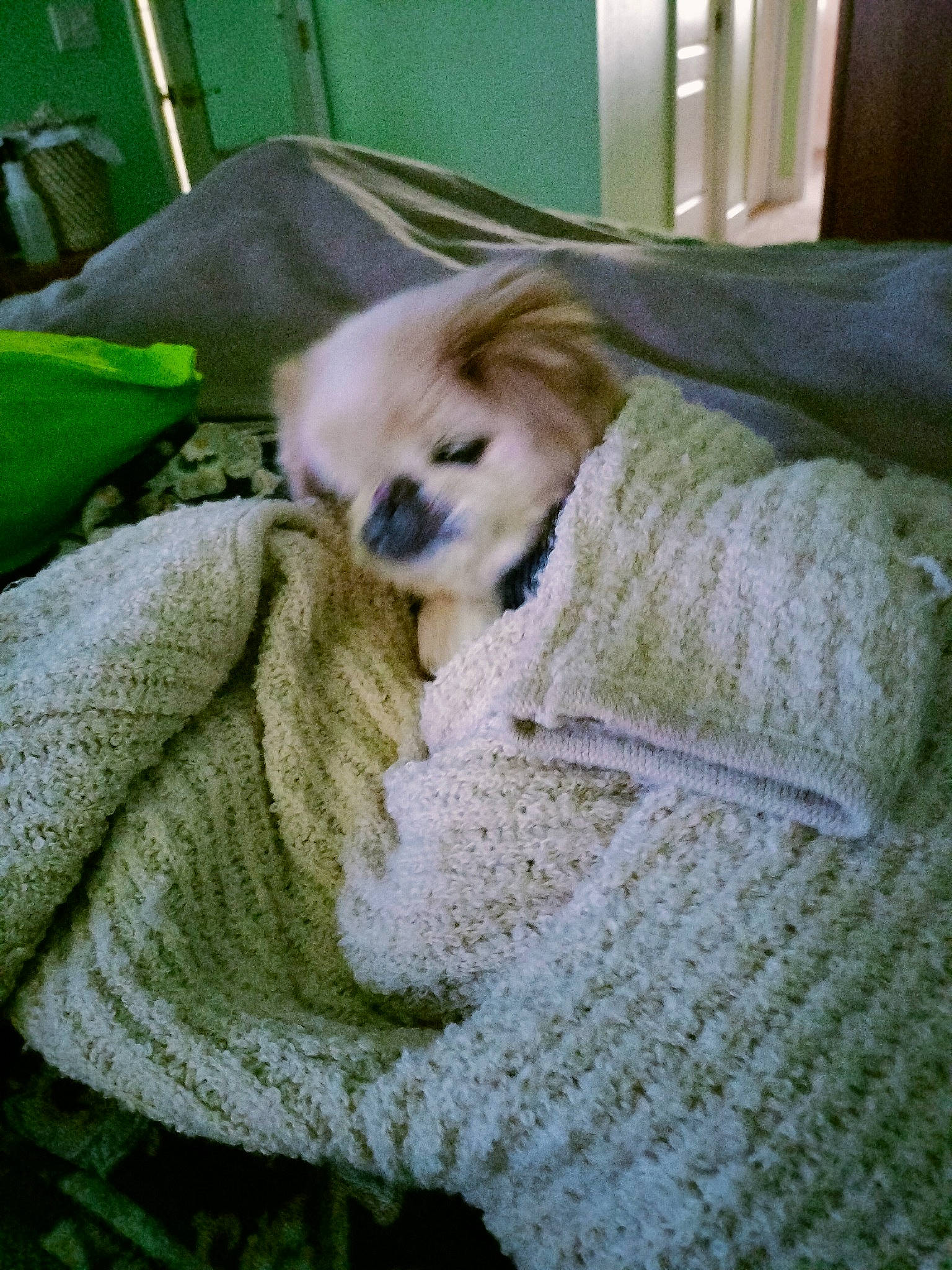 Ginger joined the competition — help win amazing prizes! canidae, carnivore, comfort, companion_dog, dog, dog_breed, dog_supply, fawn, fur, linens, nap, pattern, snout, sporting_group, tail, toy_dog, whiskers, wool, working_animal, woven_fabric