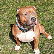 Lil Bear is registered to the contest to win money with this photo: alert, animal, brown, canine, collar, cute, daytime, dog, domestic, friendly, grass, mammal, nature, outdoor, paw, pet, sitting, summer, sunlight, white