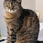 Zoe is registered to the contest to win money with this photo: cat, tabby, feline, pet, animal, domestic, fur, whiskers, green_eyes, sitting, curious, indoor, desk, pen, crossword, paper, paws, closeup, cute, household