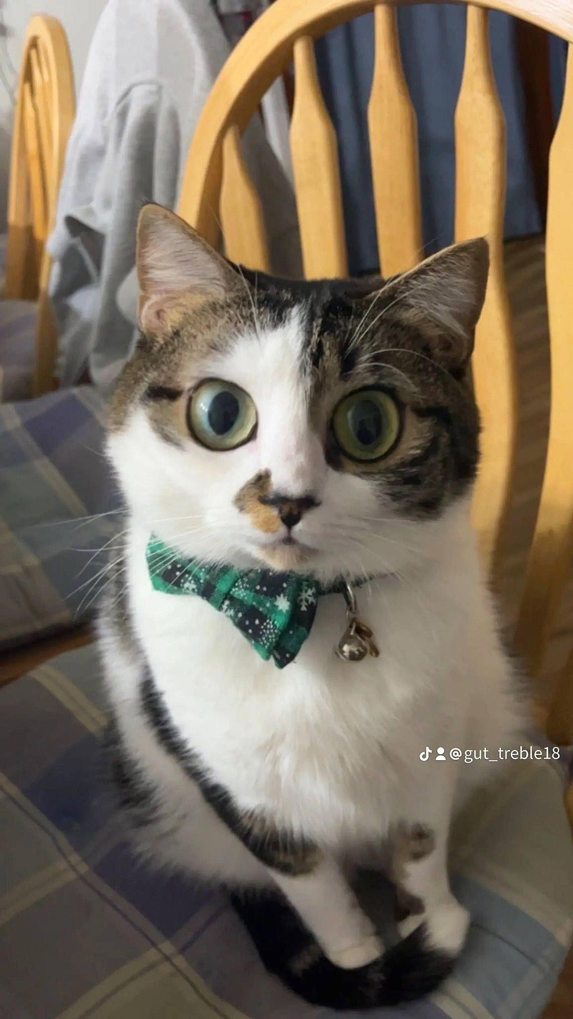 Oreo joined the competition — help win amazing prizes! carnivore, cat, cat_supply, comfort, curtain, domestic_short_haired_cat, eye, felidae, fur, iris, pet_supply, small_to_medium_sized_cats, snout, tail, whiskers, window