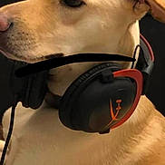 Pouppy a rejoint le concours — aidez-le/la à gagner de superbes lots ! dog, yellow_dog, headset, gaming_headset, pet, animal, indoor, closeup, portrait, calm, side_view, ears, fur, technology, accessory, black, red, background, social_media, snapshot