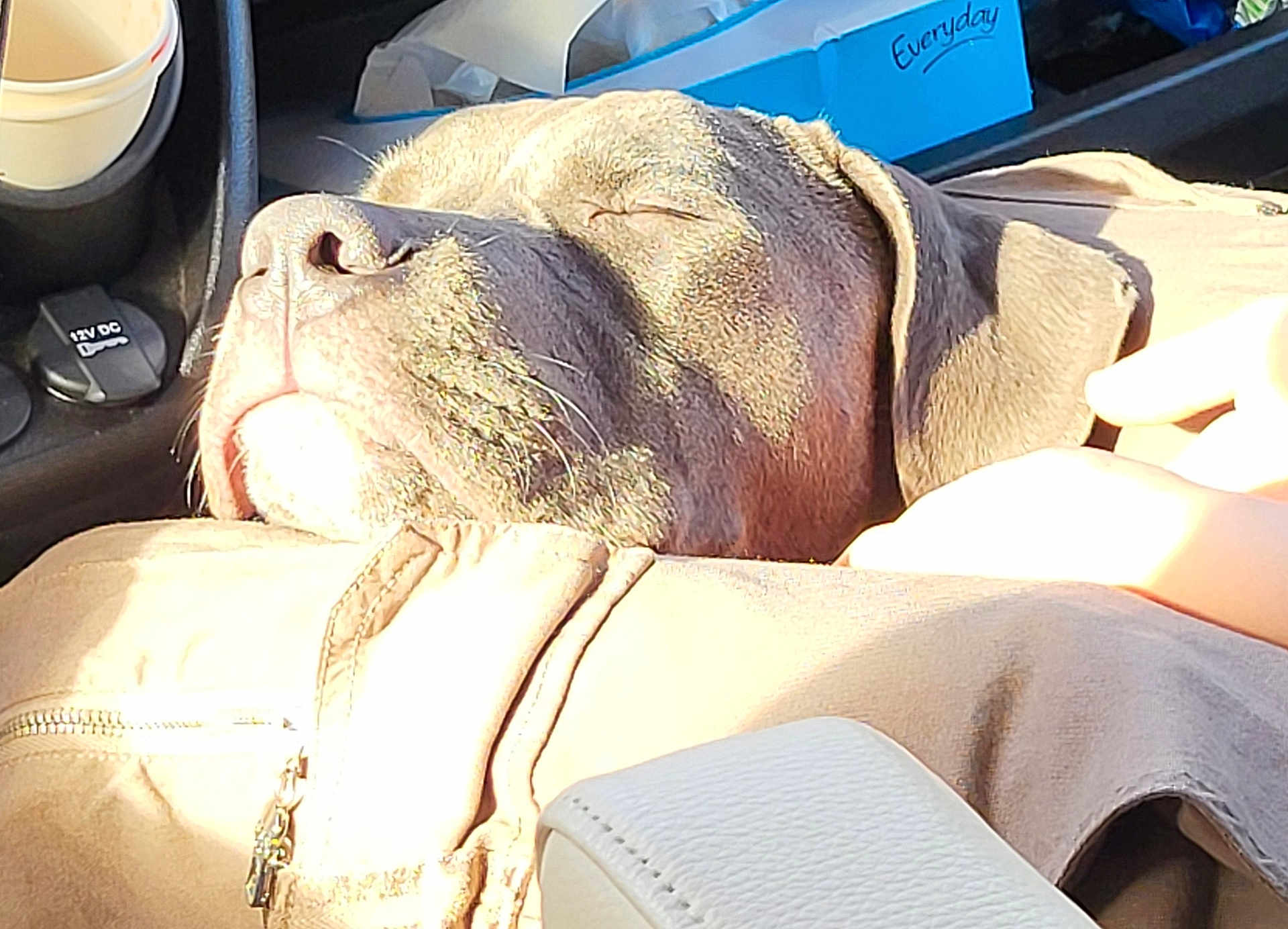 Kamo a rejoint le concours — aidez-le/la à gagner de superbes lots ! dog, sleeping, sunlight, closeup, pet, relaxed, car_interior, jacket, resting, brown_dog, canine, nap, soft_light, domestic_animal, cozy, vehicle, seat, handwritten_note, comfort, peaceful