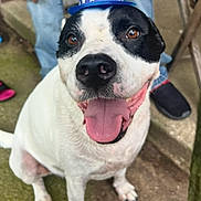 Billy Davis is registered to the contest to win money with this photo: dog, pet, canine, black_and_white, hat, patriotic, stars_and_stripes, tongue_out, happy, sitting, outdoor, concrete, person, jeans, footwear, close_up, animal, cute, smiling, portrait