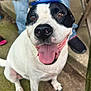dog, pet, canine, black_and_white, hat, patriotic, stars_and_stripes, tongue_out, happy, sitting, outdoor, concrete, person, jeans, footwear, close_up, animal, cute, smiling, portrait