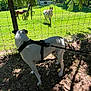 Billy Davis is registered to the contest to win money with this photo: dog, leash, fence, grass, pasture, animal, tree, shadow, sunlight, outdoor, nature, greenery, pet, farm, grazing, mammal, canine, rural, daylight, field