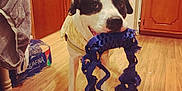 Billy Davis joined the competition — help win amazing prizes! dog, indoor, wooden_floor, toy, chewed_toy, black_and_white_dog, kitchen, refrigerator, cabinet, water_bottles, colorful_hat, pet, animal, playful, floor, domestic, canine, chewing, household, fun