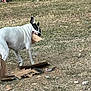Billy Davis joined the competition — help win amazing prizes! dog, grass, cardboard, playful, outdoor, animal, pet, chewing, yard, nature, brown, white, black, leaf, messy, fun, canine, mischievous, daytime, ground
