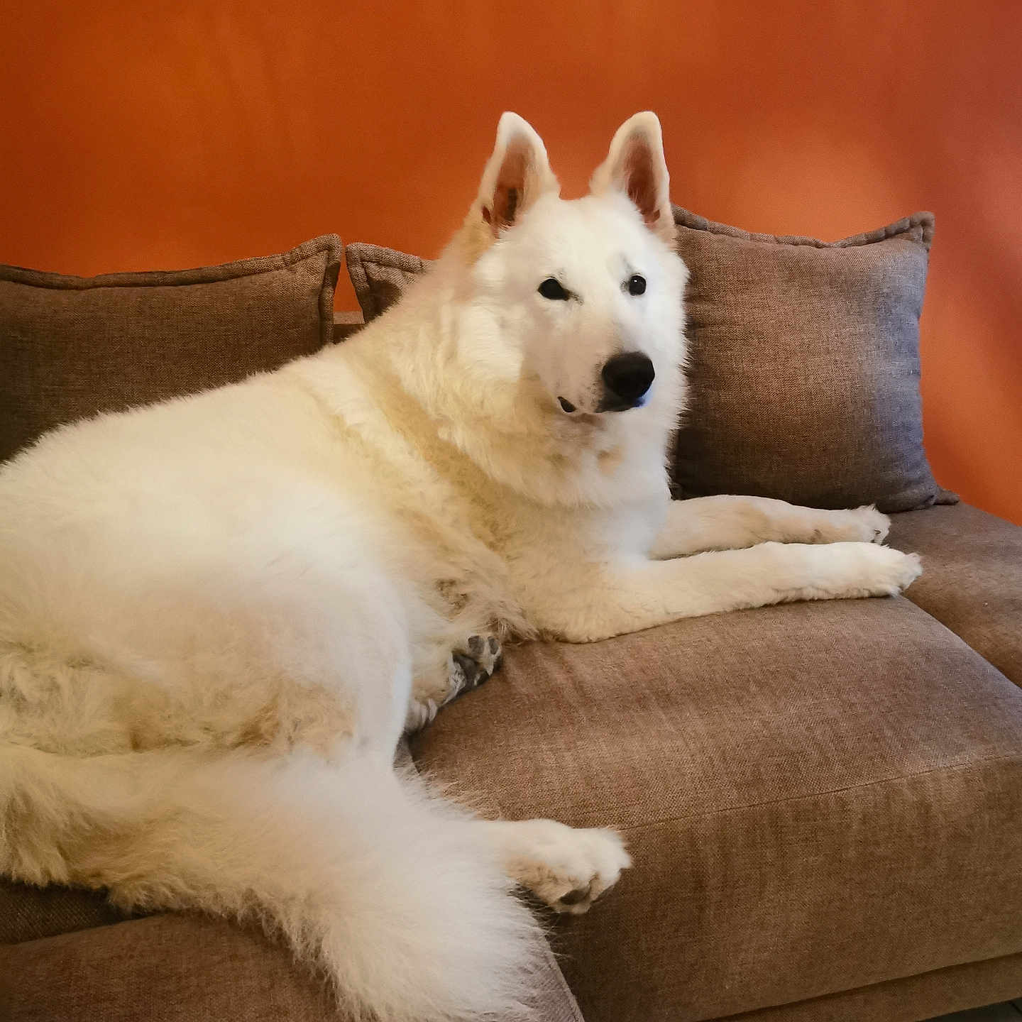 Diego