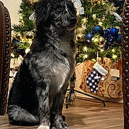 Beethoven joined the competition — help win amazing prizes! black_and_white, celebration, christmas_tree, cozy, decorations, dog, festive, festivity, furry, holiday, holiday_decor, indoor, lights, ornaments, pet, pine_tree, sitting, stocking, warm_lighting, wooden_floor