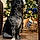 Beethoven