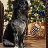 black_and_white, celebration, christmas_tree, cozy, decorations, dog, festive, festivity, furry, holiday, holiday_decor, indoor, lights, ornaments, pet, pine_tree, sitting, stocking, warm_lighting, wooden_floor