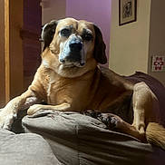 Stella is registered to the contest to win money with this photo: bed, bedroom, black_nose, blanket, brown_dog, canine, dog, eyes, face, floppy_ears, framed_picture, furniture, home, indoors, lying_down, pet, portrait, purple_lighting, serious_expression, white_markings