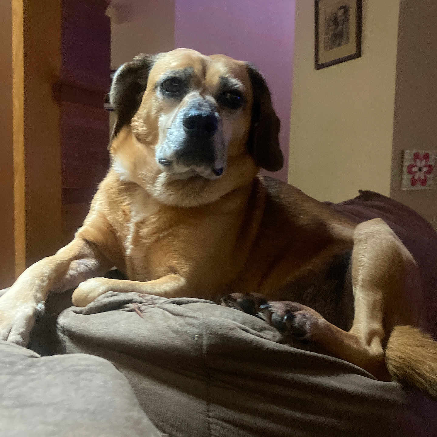 Stella